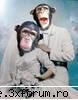Imagini - haha Nunta maimutelor - Recycle Bin Laden