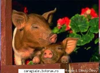 Imagini care reprezinta DRAGOSTEA ! - ada_blonda114 - Recycle Bin Laden