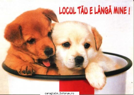 Imagini care reprezinta DRAGOSTEA ! - ada_blonda114 - Recycle Bin Laden