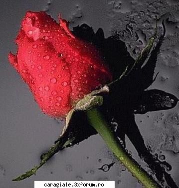 Imagini care reprezinta DRAGOSTEA ! - sunt obsedat d florile astea 2 beautiful 2 forget - Recycle Bin Laden