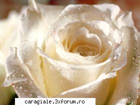 Imagini care reprezinta DRAGOSTEA ! - am gasit-o pe net B-E-A-UUUUUUTIFUL - Recycle Bin Laden