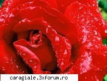 Imagini care reprezinta DRAGOSTEA ! - Andra - Recycle Bin Laden