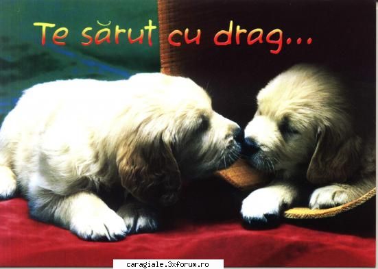 Imagini care reprezinta DRAGOSTEA ! - dj_armin2000 - Recycle Bin Laden