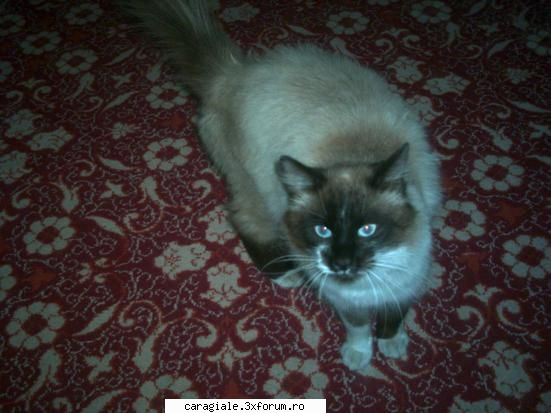Poze/Pets - dritzza - Recycle Bin Laden