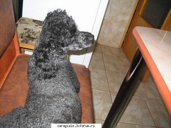 Poze/Pets - Andra - Recycle Bin Laden