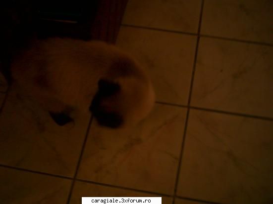 Poze/Pets - dritzza - Recycle Bin Laden