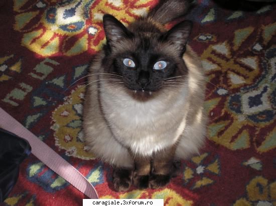 Poze/Pets - micul vampir :D - Recycle Bin Laden