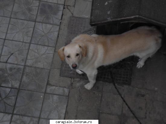 Poze/Pets - Shi conducta alias Dino =) - Recycle Bin Laden