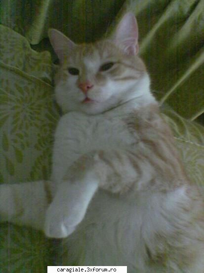 Poze/Pets - asta e Leone..incatat de cunostinta..:P - Recycle Bin Laden