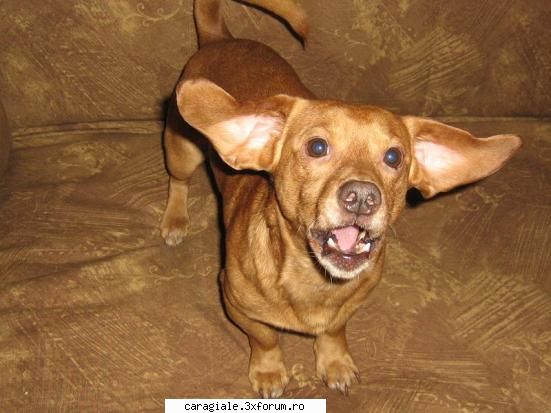 Poze/Pets - adiz - Recycle Bin Laden