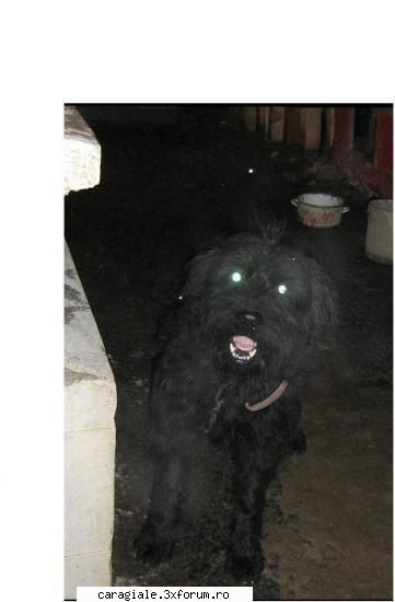 Poze/Pets - adiz - Recycle Bin Laden