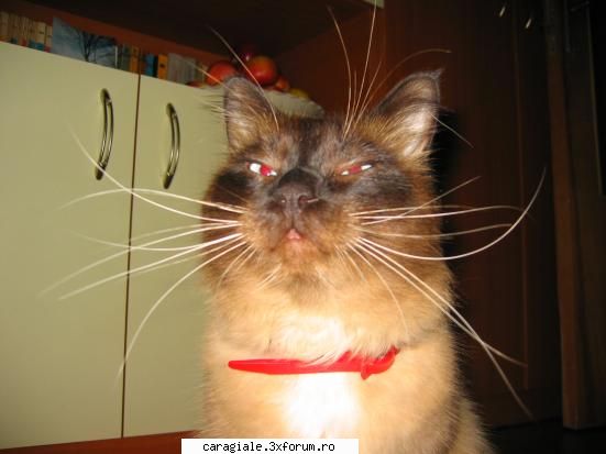 Poze/Pets - el e somyk..adik era k akm e ingerash:(:( - Recycle Bin Laden