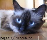 Poze/Pets - miau right back at you :) - Recycle Bin Laden