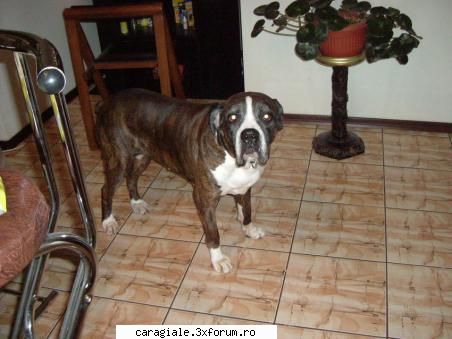 Poze/Pets - ada_blonda114 - Recycle Bin Laden