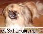Poze/Pets - Ktzelushule meu....... :D - Recycle Bin Laden