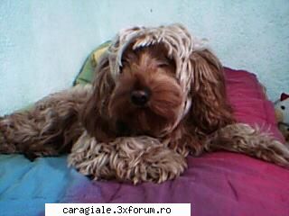 Poze/Pets - Javra meu!!!!Dragut,nu!? - Recycle Bin Laden