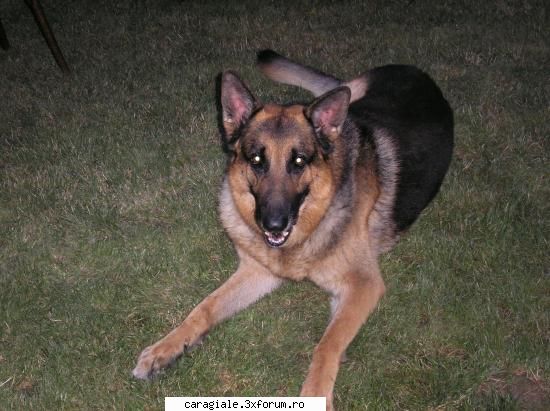 Poze/Pets - AlexiS - Recycle Bin Laden